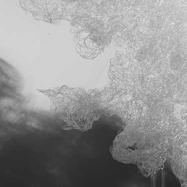 Anne rush Lucent
